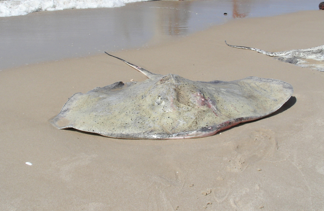 193płaszczka, Brazylia